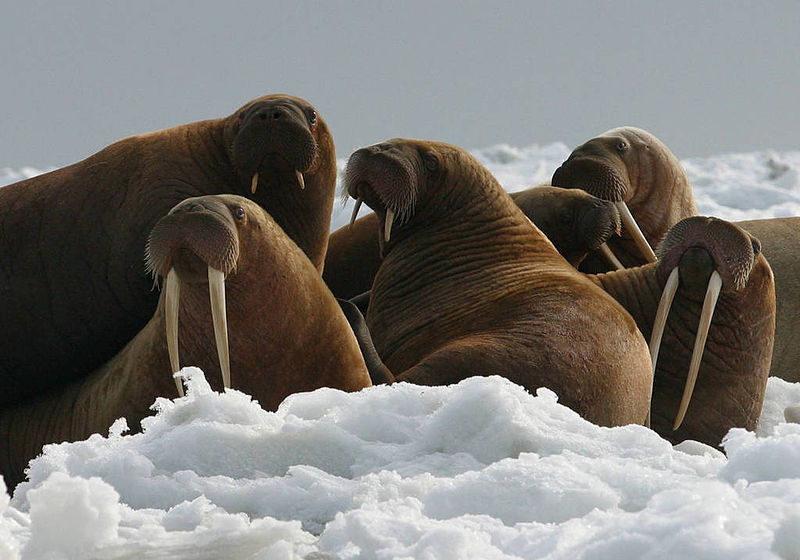 Walrus on ice – by USFWS-Joel Garlich-Miller – Public Domain – 800px-Walrus_Cows_and_Yearlings_on_Ice