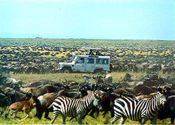 migration.wildebeest