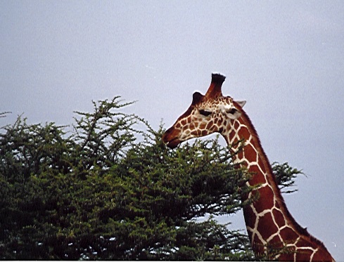 giraffe.reticulated_eating