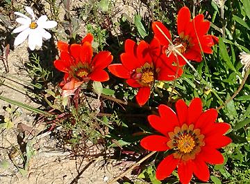 Cape Town – Red Flowers – EWT911 – by Jim Heck – 40248431_10161150451775352_8256537321856303104_n