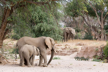 Desert Elephants at Huab River – Namibia – Wikipedia by Greg Willis – 1200px-Desert_elephants_in_the_Huab_River