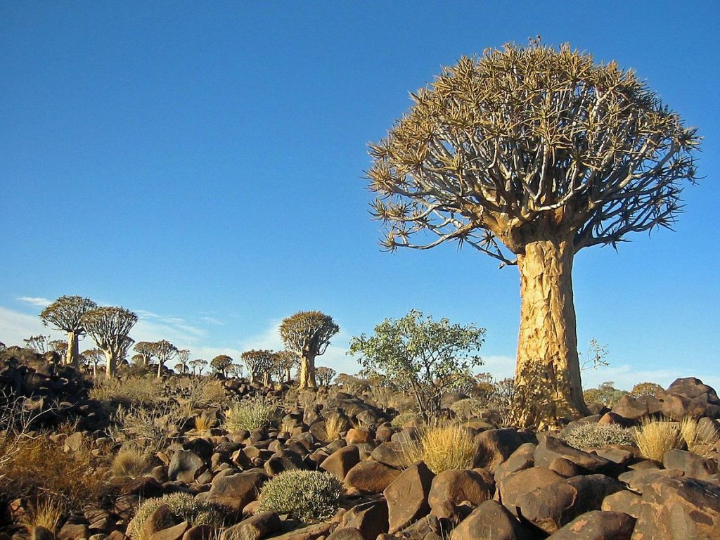 Quiver Tree Forest – Namibia – Wikipedia by Thomas Schoch – 1200px-Kokerboom_Forest_Namibia