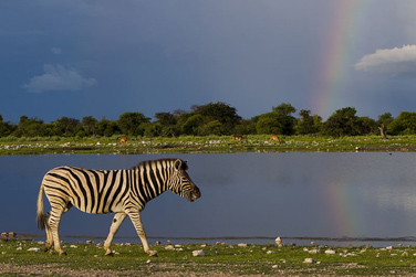 Zebra at Etosha National Park – Wikipedia by Yathin S Krishnappa – 800px-Equus_quagga_(Namutoni,_2012)
