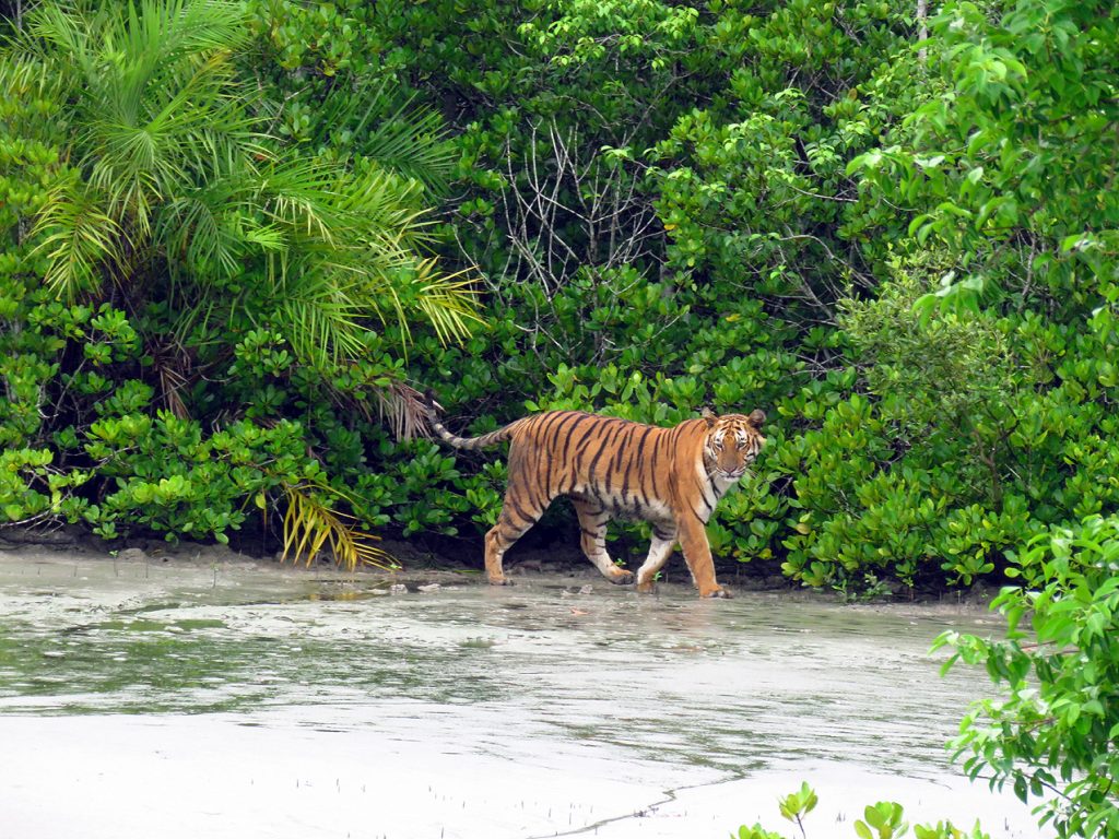 Sudarbans-tiger.rahman1222 – Photo by Hasan Rahman