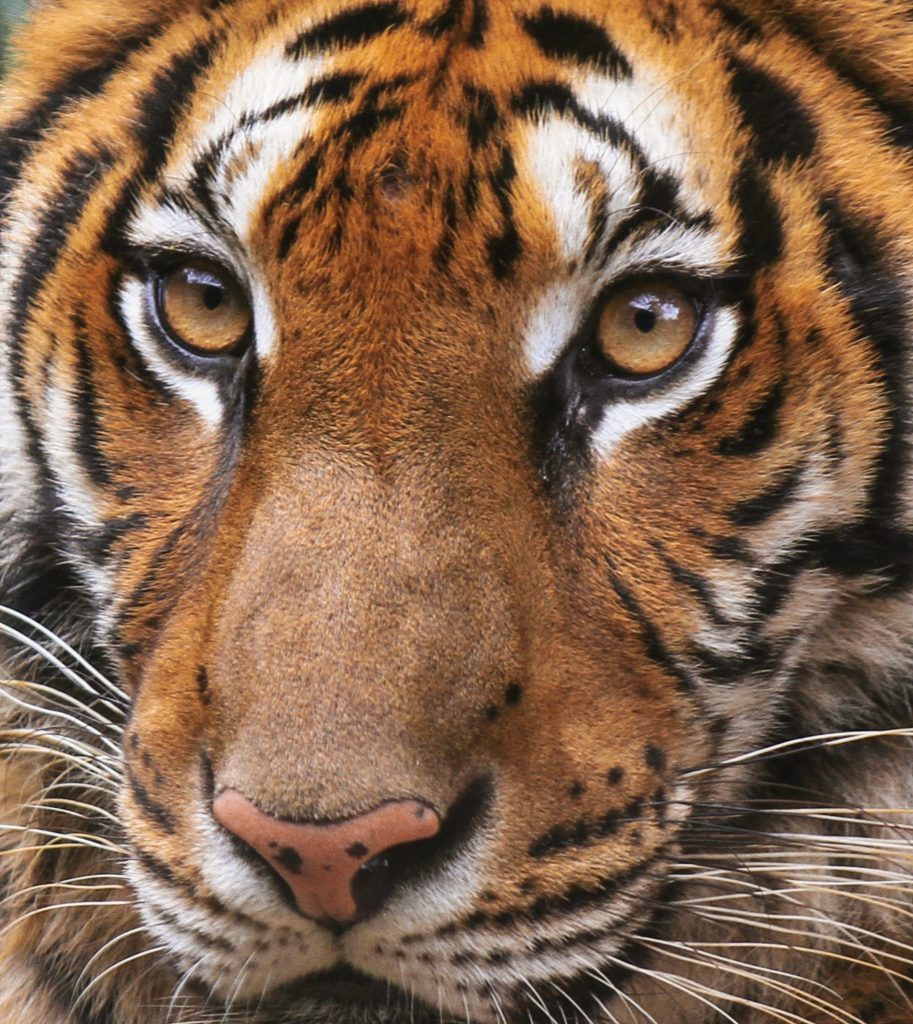 Tiger Close-up – by Mehmet Turgut Kirkgoz – www-pexels-com – Free to Use – pexels-photo-12053135 – Cropped