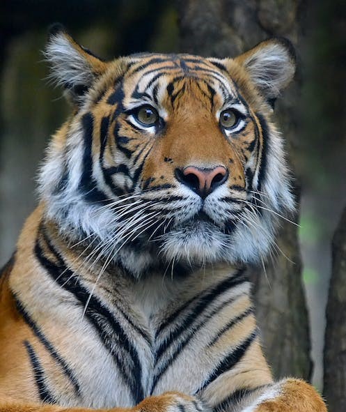 Tiger with White Whiskers – by Jiri Mikolas – www-pexels-com – Free to Use – pexels-photo-6278664 – Cropped