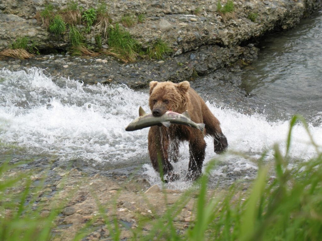 Brown Bear Cub with Fish – by Jean Beaufort – Public Domain – www-publicdomainpictures-net – bear-1499615373H1T